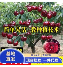 车厘子树苗樱桃树苖南方北方种植盆栽庭院果树矮化樱桃树大樱桃苗