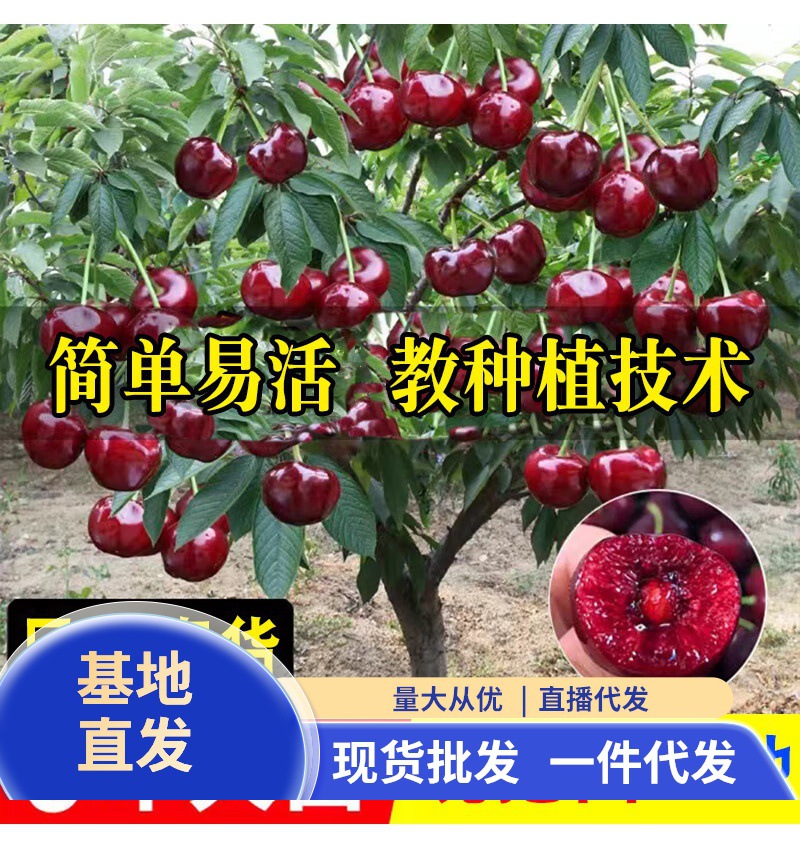 车厘子树苗樱桃树苖南方北方种植盆栽庭院果树矮化樱桃树大樱桃苗