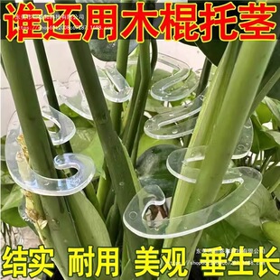 ������֧�ΗU����֧�ܻ�֧�μ�֦���Քn�A��֦�ɾG��̶�����ʢ��