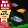 [Hair color grade] Two-color Manlong + Colorful Lili 8 pieces