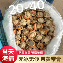 新鲜超大扇贝肉冷冻水产即食大号扇贝肉带黄无沙鲜冻扇贝肉