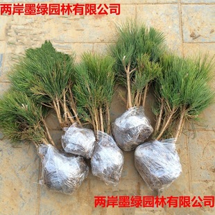 ѩ�ɘ����ļ�����G��ͥԺ���Ե������}�Q�����Ϸ������Nֲ������