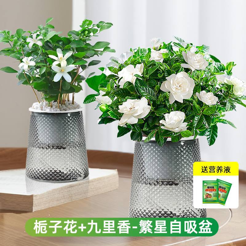 [향료조합] 치자나무 + 구리향(별분지) + 영양액