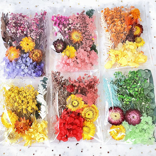 Dried Flower Material Bag Pack Immortal Dried Flower Material Painting Fan Greeting Card Handmade Dried Flower Small bouquet Natural True Flower Drops of Glue