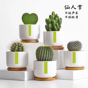 Cactus Potted Indoor Flowers Cactus Computer Desktop Green Plants Small Potted Cute Succulent Plants Bonsai