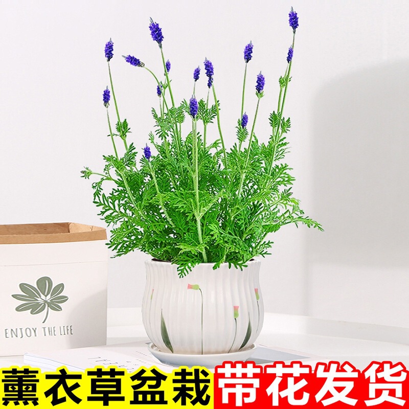 Lavender potted herb flower seedlings with buds, perennial strong-scented flowers, indoor and outdoor four-season mosquito-repellent plants Lavender potted herb flower seedlings with buds, perennial strong-scented flowers, indoor and outdoor four-season mosquito-repellent plants
