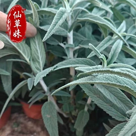 宿根花卉;一二年生花卉;灌木