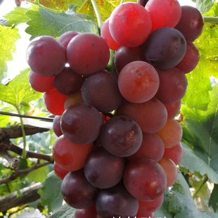 Shandong Direct Supply Jungle Rose Grape Seedlings Potted Seedlings Shandong Grape Seedlings Jungle Rose Grape New Varieties