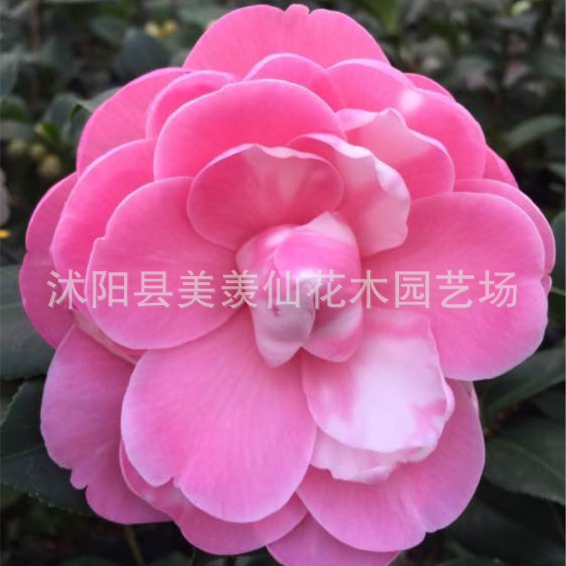 Las plantas en macetas de semillas de camelia se pueden sembrar en cuatro estaciones, 24 colores opcionales, 5 rosas Sai