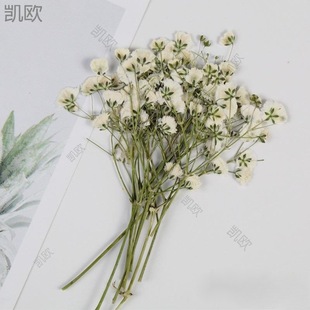 �ŷ�Ո��ӡ��ֲ���ֹ��˱�������@������ɫ��С���~�ɻ��b�