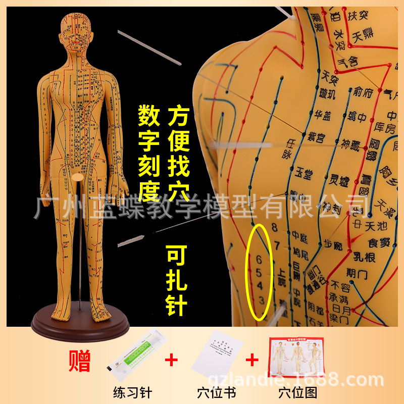 �������ģ���˾���Ѩλ��ҽȫ��ʮ��ͭ��ģ��ͼ��������ϰСƤ��