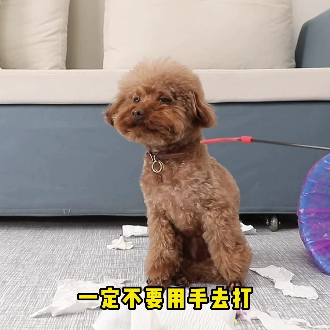 Товары для дрессировки домашних животных Палки для дрессировки домашних животных