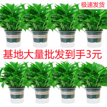 G}ԻܾGֲlmLپGjС҃ˮֲ