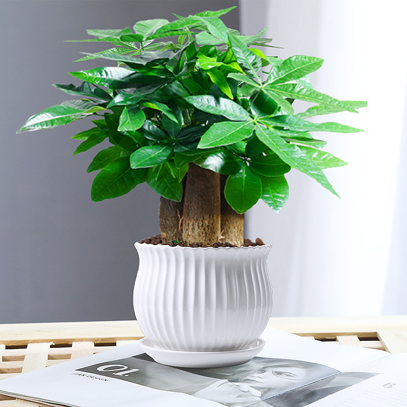 árboles ricos pequeñas plantas de maceta flores verdes plantas de oficina absorción de formaldehído árboles hidropónicos de bambú de lapis verde buena alimentación maceta