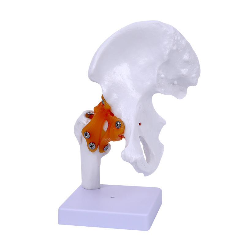 �����Źؽ� �ɹؽ�ģ�� �������ģ�͹ɹ�ͷ���ŹǺ͹ؽ��ʹ�ģ��