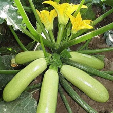 【西葫蘆種子】高產蔬菜種子四季易種家庭陽台盆栽蔬菜籽耐寒抗病