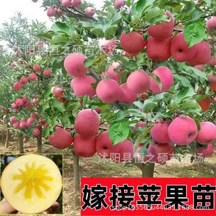 �O������޽��Ϸ������Nֲ���Ե��Ա������O���簫�����䮔��Y��