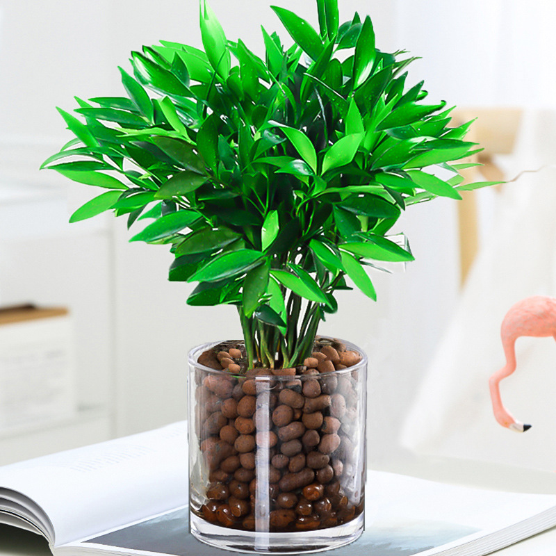 엄선된 대형 모기퇴치대나무 10그루(둥근통+세람사이트)+영양액