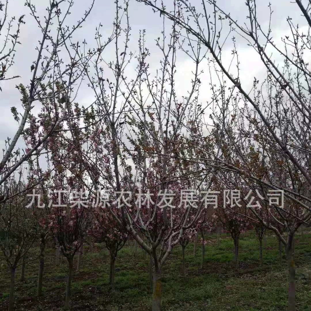 Большой запас вечерней вишни 12cm вечерняя вишня 20cm 18cm вечерняя вишня 8cm вечерняя вишня 3cm