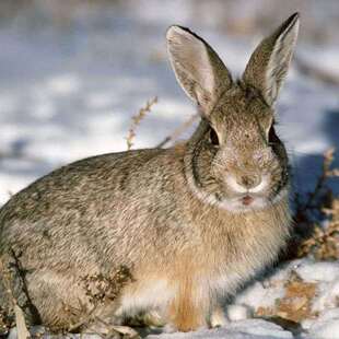 ���ӻ��w������С���ñ����r��������С���ӻ��������ü��B��ֳ��