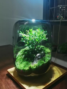 Creative Round Glass Fish Tank Transparent Desktop Thickened Goldfish Tank Living Room Micro Landscape Tree of Life Ecological Bottle