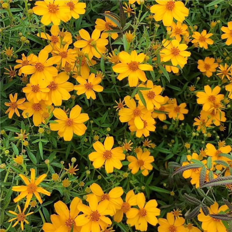 Fragrant marigold flower seed potted perennial potted perennial…