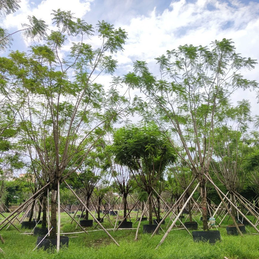 209 Поставка полностью коронованный синий цветочный цветок 18-25 см искусственный саженец синий туман фиолетовый синий цветочный тротуар дерево дерево