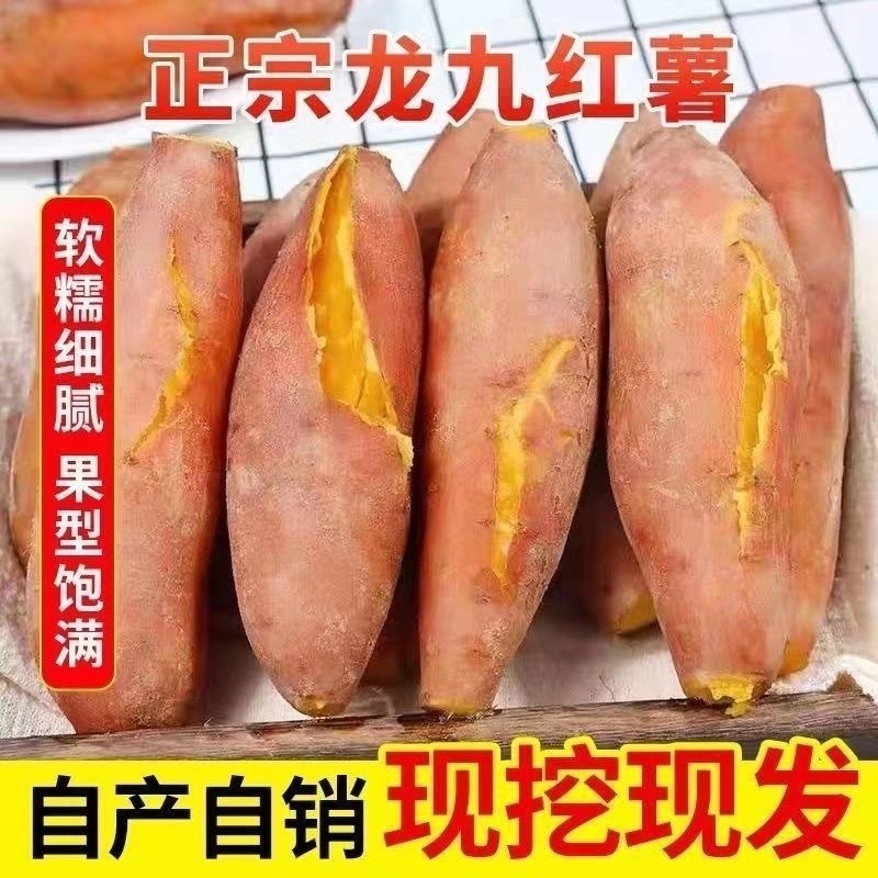 新鮮な蜂蜜芋、龍九砂糖芋、農園産芋、掘りたての黄心芋、山芋|undefined