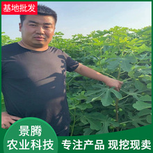 当年无花果树苗 当年结果  斯特拉 芭劳奈等品种 无花果树苗