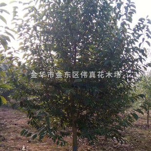 ����ֱ�N�޽������m�� ���l�t���S���m��ľ���̾G����ľ Ҏ���Rȫ