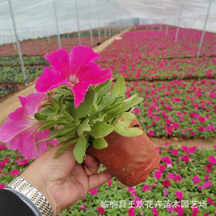 �����N�� ���ݲݻ��r���������ţ���ܾG�����̈@�־G������