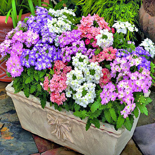 Semillas de rosas Flores en macetas en todas las estaciones Flores en macetas Plantas Flores en interiores y exteriores Semillas en macetas explosivas Balcón del patio