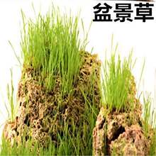假山草种子山石草盆景草种子吸水石草籽珍珠草幸运草文竹种子四季