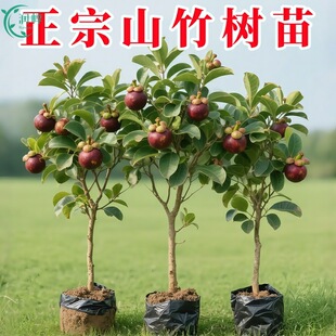 ����̩��ɽ����糬�����o�ѱP�ϱ����Nֲ�ļ��Ե��Ԏ��~�����l