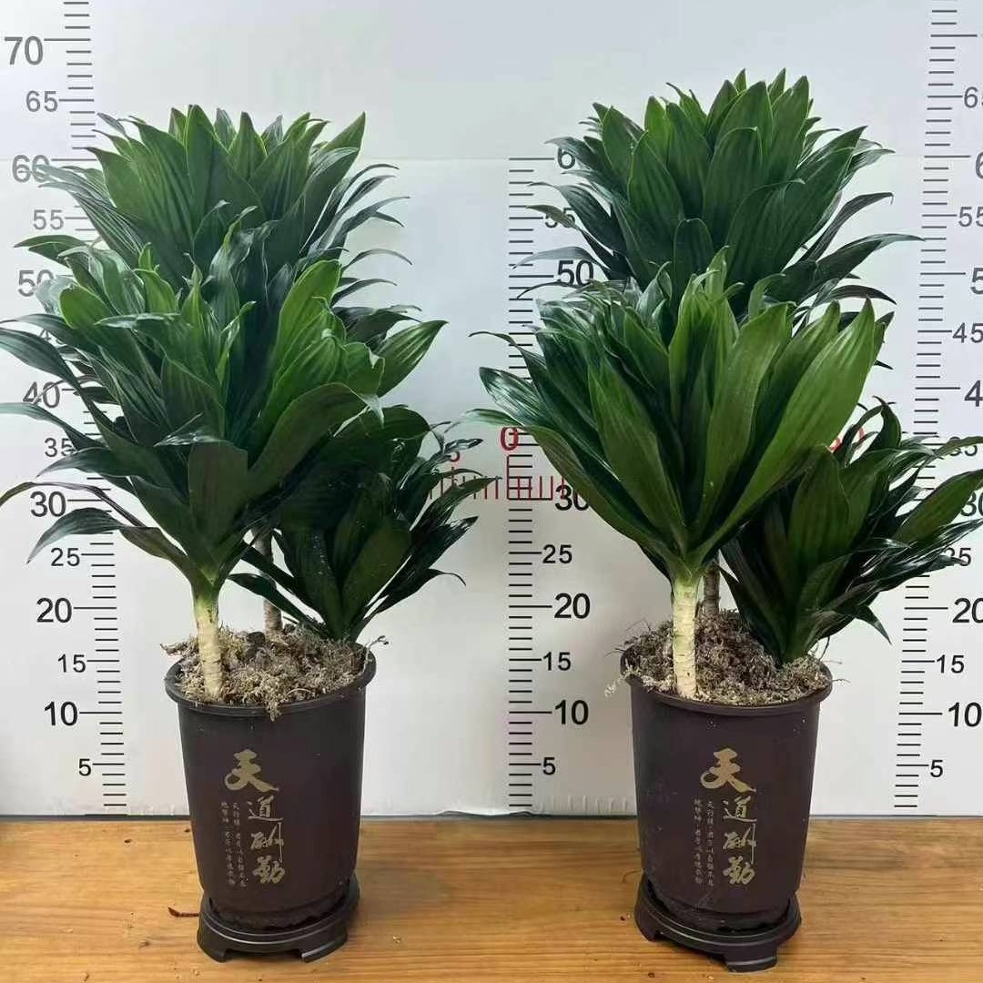 太阳神盆栽密叶朱蕉植物龙血树造型网红盆景室内客厅落地北欧大型