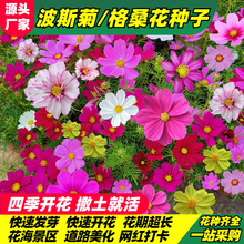 羳؛ļͨò˹ջNӻҰMϻѰղݸ