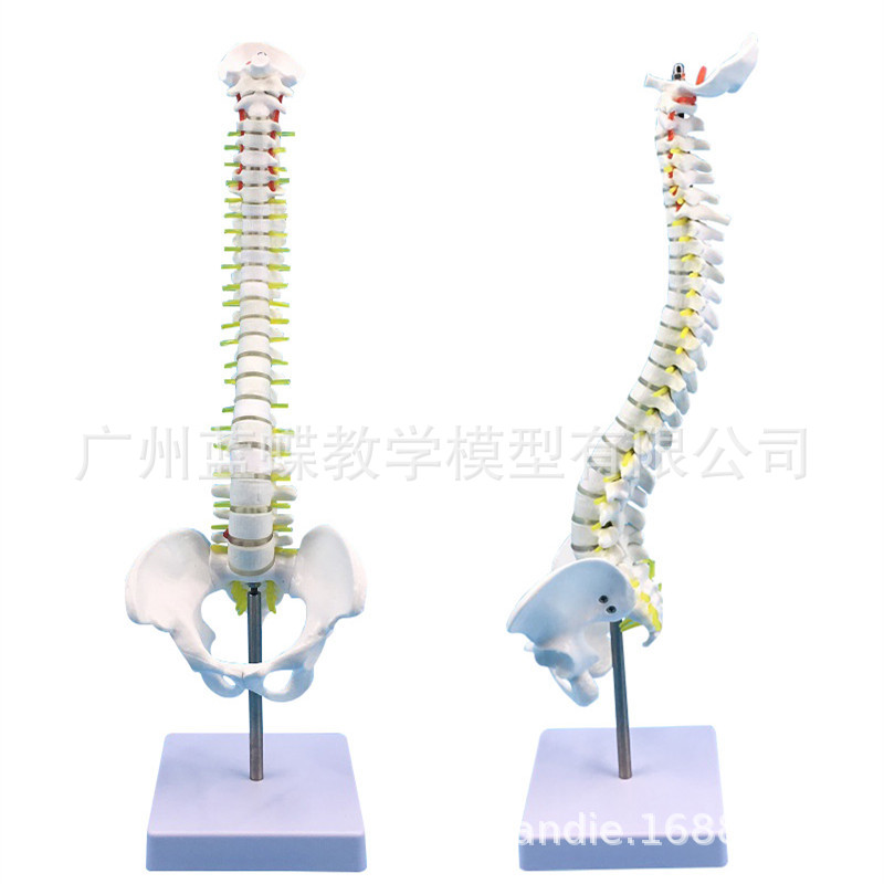 ��ʽ45CM���弹��������ģ�������ַ���ϰ ��׵��׵������ҽѧ