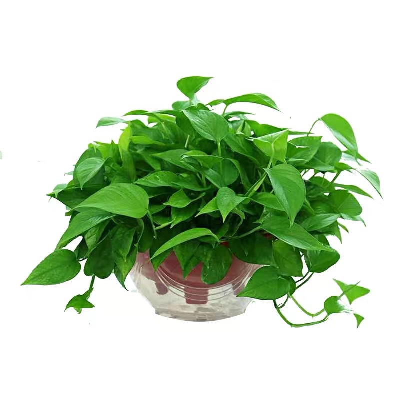 360短騰綠蘿帶吸水盆套餐一盆
