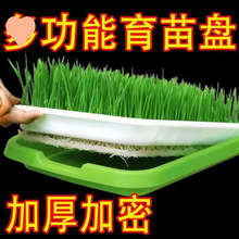 加密加厚小号育苗盘盆芽苗菜水培网格豌豆苗豆芽种植盘阳台小菜园