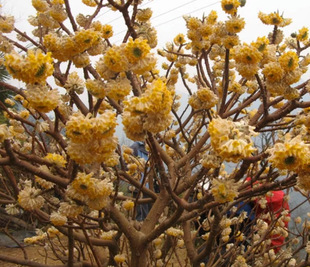 һ�����lͥԺֲ��Y����Y�㻨��ľ���ܽ�������Y�������������