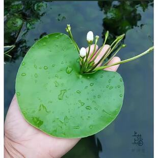 һ�~ɏ�o��ˮ��ˮ��ֲ��ˮ��ˮ�B�~�����ɏ����ɏ��ˮ�B����ˮ��