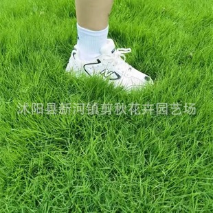 Dwarf Bermuda Grass Seeds for Greening Lawns, Evergreen in All Seasons, Drought-Resistant and Trample-Resistant, High-End Seeds for Courtyard Greening