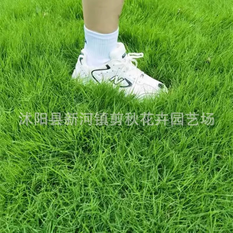 Карликовые Бермуды Семена Трав Озеленение Газон Семена Травы Вечнозеленая засухоустойчивость и попрыгивание Толерантность Двор Высококачественные Семена газона