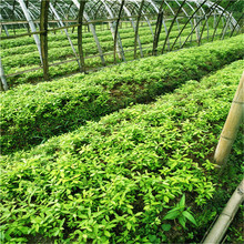 原产地批发金丝楠木树苗别墅庭院种植小叶桢楠苗水波纹丁丁楠小苗