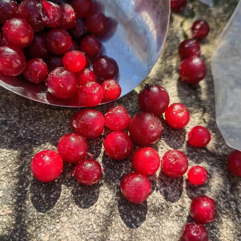 Cranberry red bean Yageda quick-frozen fresh fruit fresh fruit jam enzyme low-calorie meal replacement SF cold chain shipping