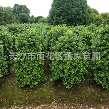 供应无刺枸骨柱 绿化用园林造景无刺枸骨柱子 鸿运果柱子大量供应