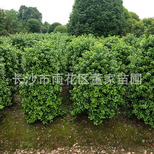 �����o���۹��� �G���È@���쾰�o���۹����� ���\�����Ӵ�������