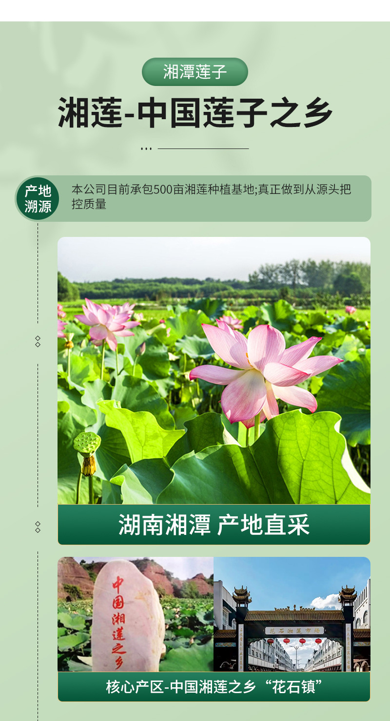 厂家批发建宁白莲子 直供去芯红皮白莲子干 散装新货磨皮白莲子干