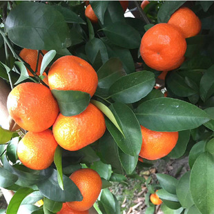 �F؛������޽���������ɰ�ǽ���o�˸���ɳ�ǽۘ���a����