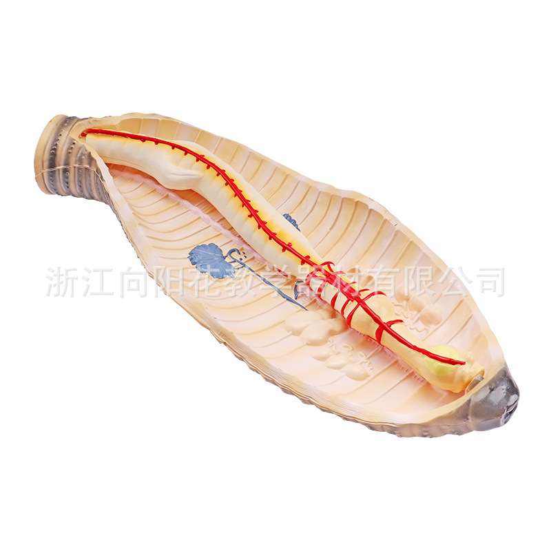 厂家直销3221 蚯蚓解剖模型 初高中生物实验教学模型